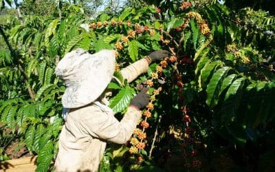 How Much Caffeine is in Vietnamese Coffee