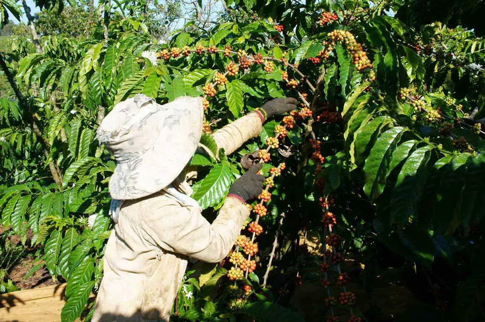 How Much Caffeine is in Vietnamese Coffee